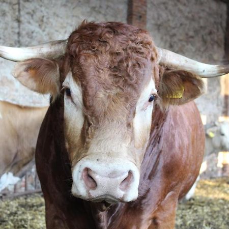 Fattoria Agriturismo Bigongiari Lucca Eksteriør bilde