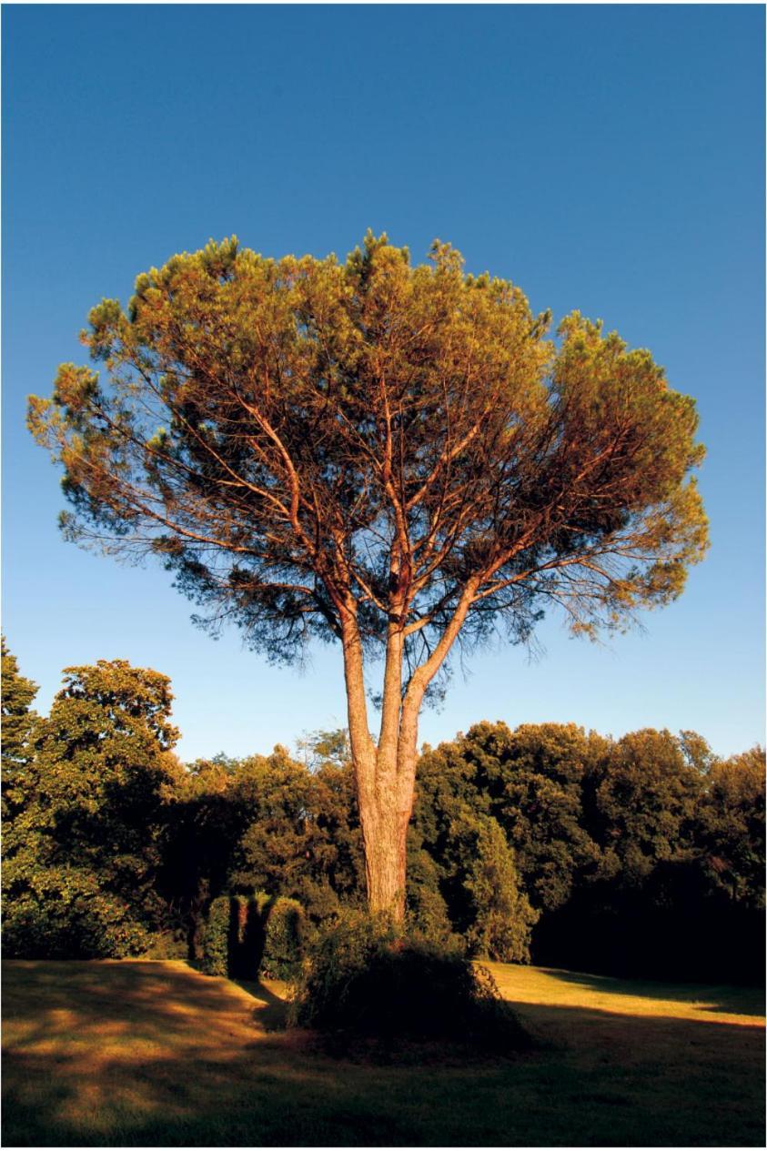 Fattoria Agriturismo Bigongiari Lucca Eksteriør bilde