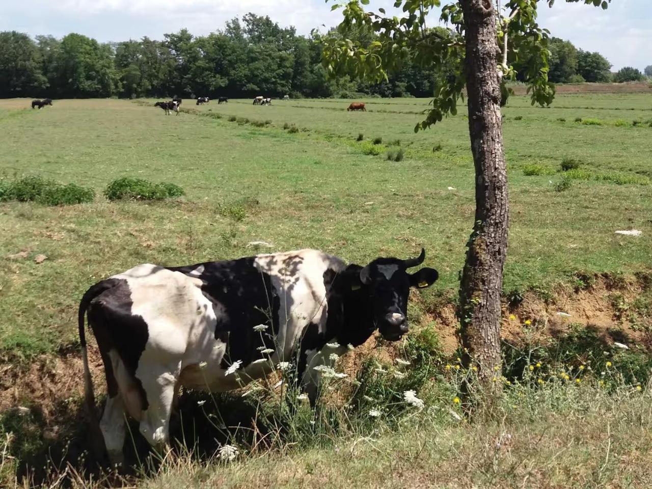 Fattoria Agriturismo Bigongiari Lucca Eksteriør bilde
