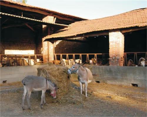 Fattoria Agriturismo Bigongiari Lucca Eksteriør bilde