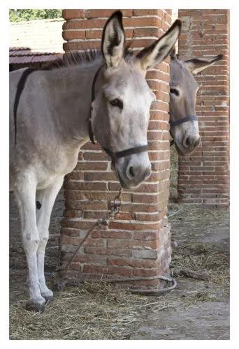 Fattoria Agriturismo Bigongiari Lucca Eksteriør bilde