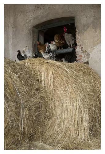 Fattoria Agriturismo Bigongiari Lucca Eksteriør bilde