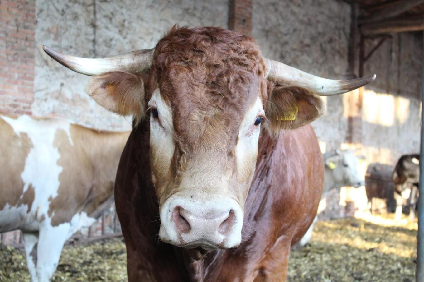 Fattoria Agriturismo Bigongiari Lucca Eksteriør bilde