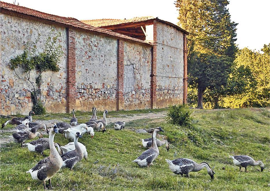 Fattoria Agriturismo Bigongiari Lucca Eksteriør bilde